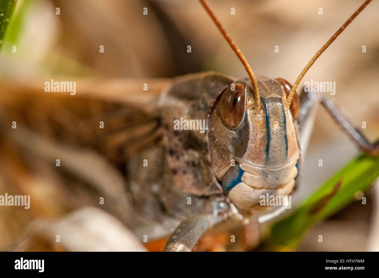 Nahaufnahme eines Insekts (Locusta Migratoria Cinerascens) Stockfoto