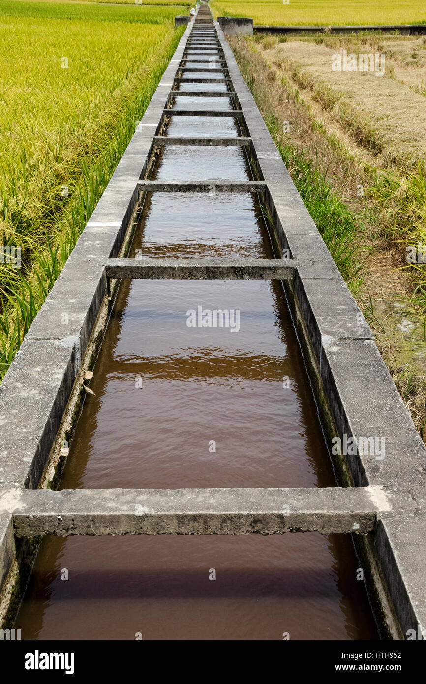 Reisfeld und Kanal, Sekinchan, Malaysia - Sekinchan, was wörtlich übersetzt "Dorf geeignet für Plantage" in Chinesisch, Leben bis zu seinem Namen als th Stockfoto