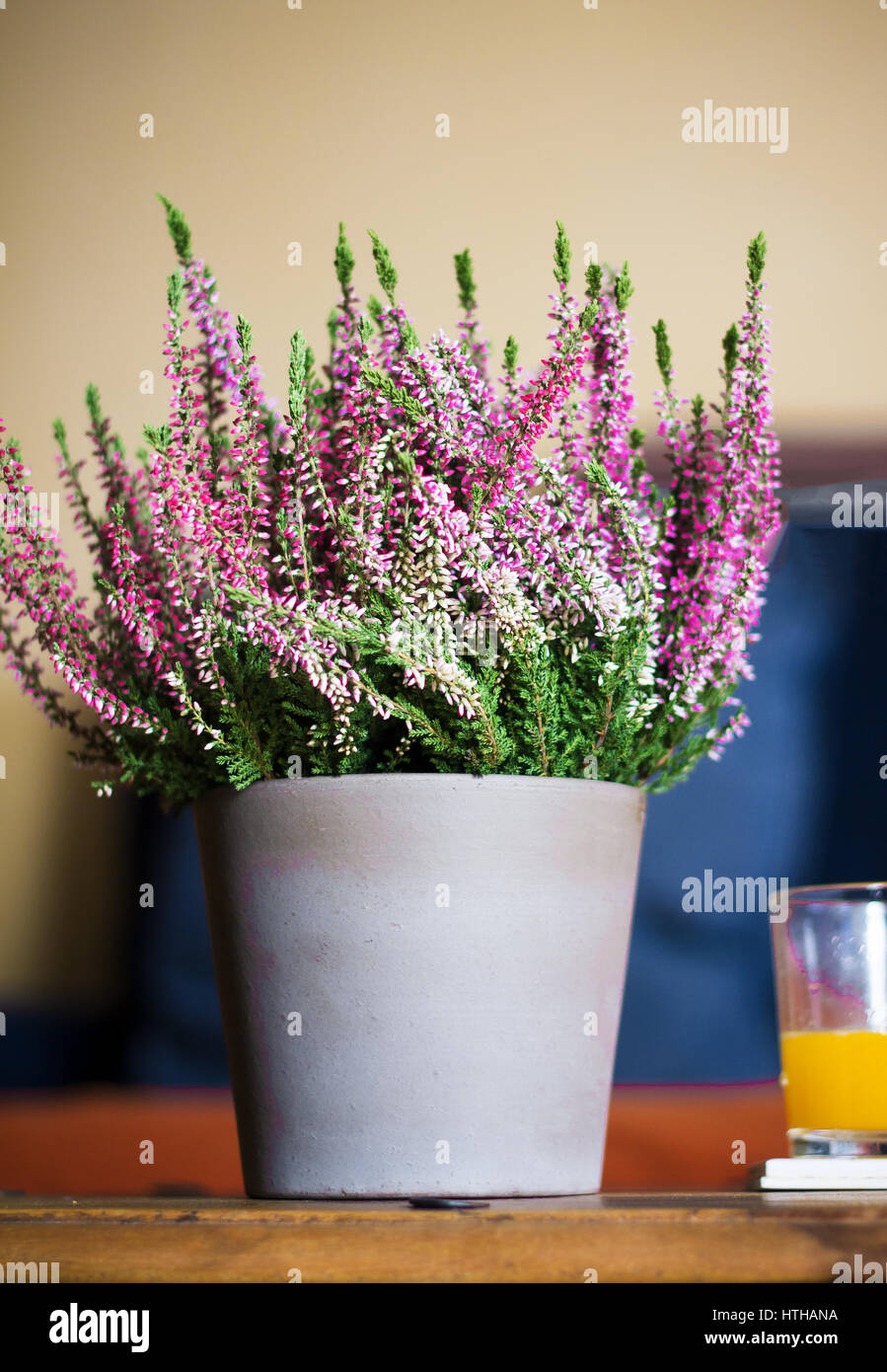 Heather in einem Topf (Calluna Vulgaris) auf Holztisch Stockfoto