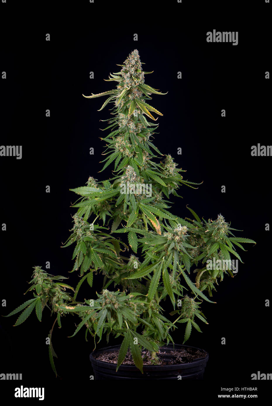 Erntefahiger Hanf Stockfotos Und Bilder Kaufen Alamy