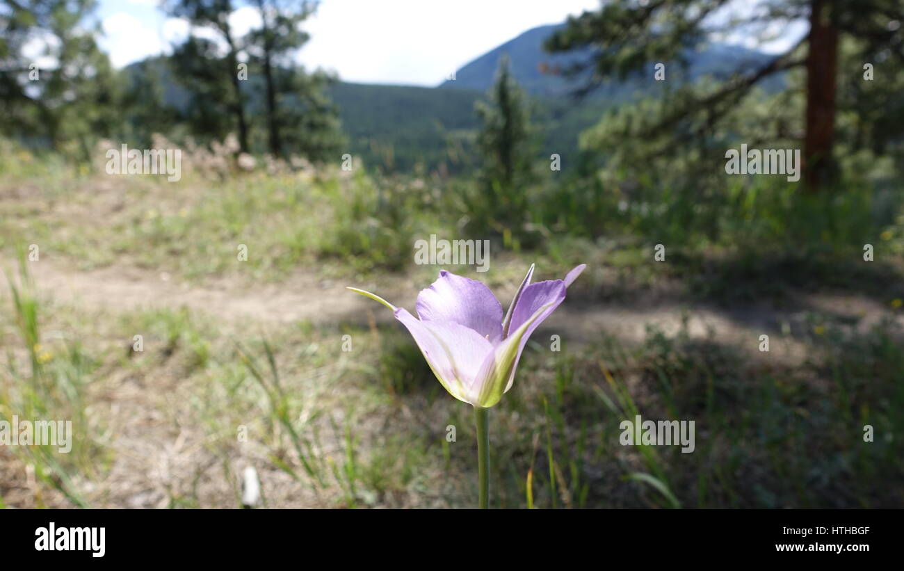 Lila Blume in BC, Kanada Stockfoto