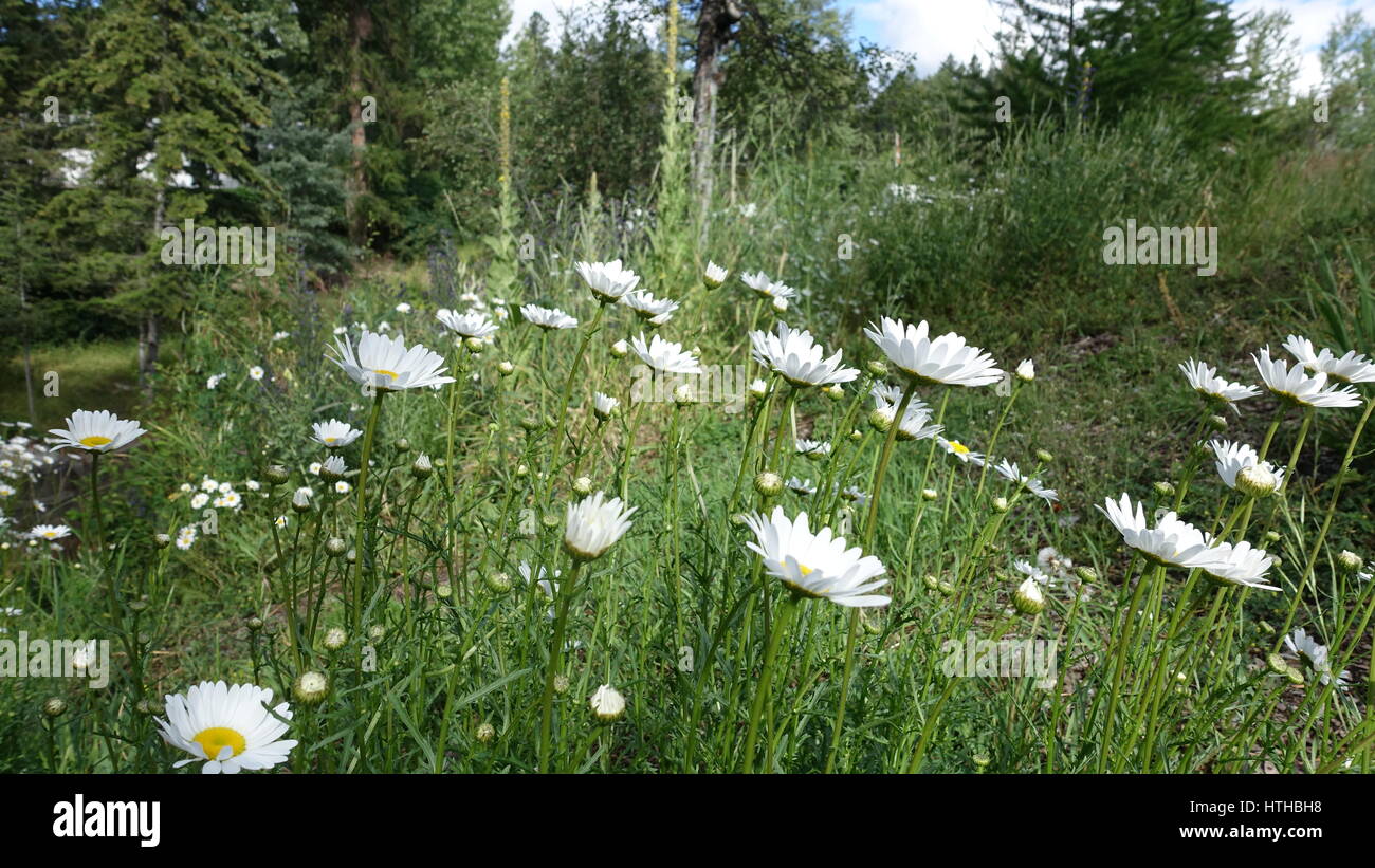 Weißen Wildblumen in BC, Kanada Stockfoto