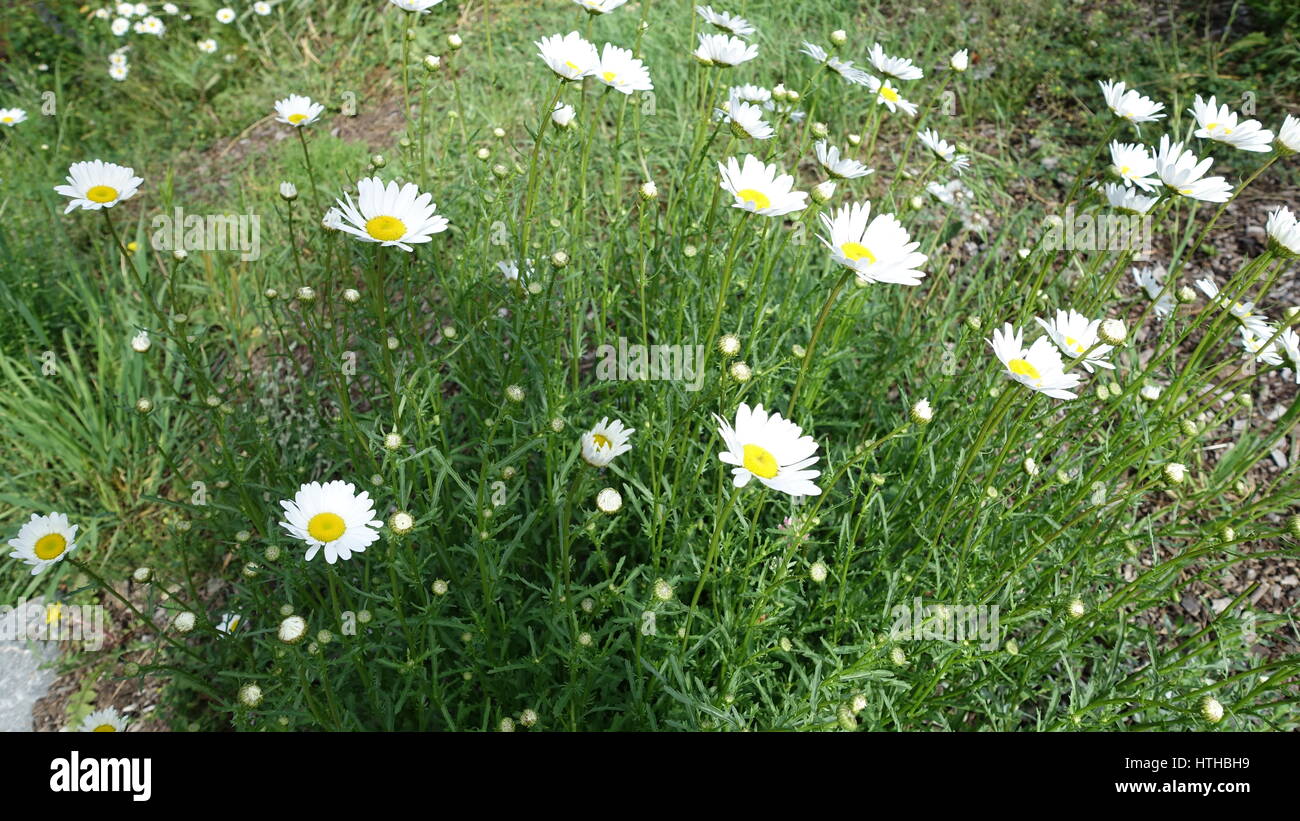 Weißen Wildblumen in BC, Kanada Stockfoto