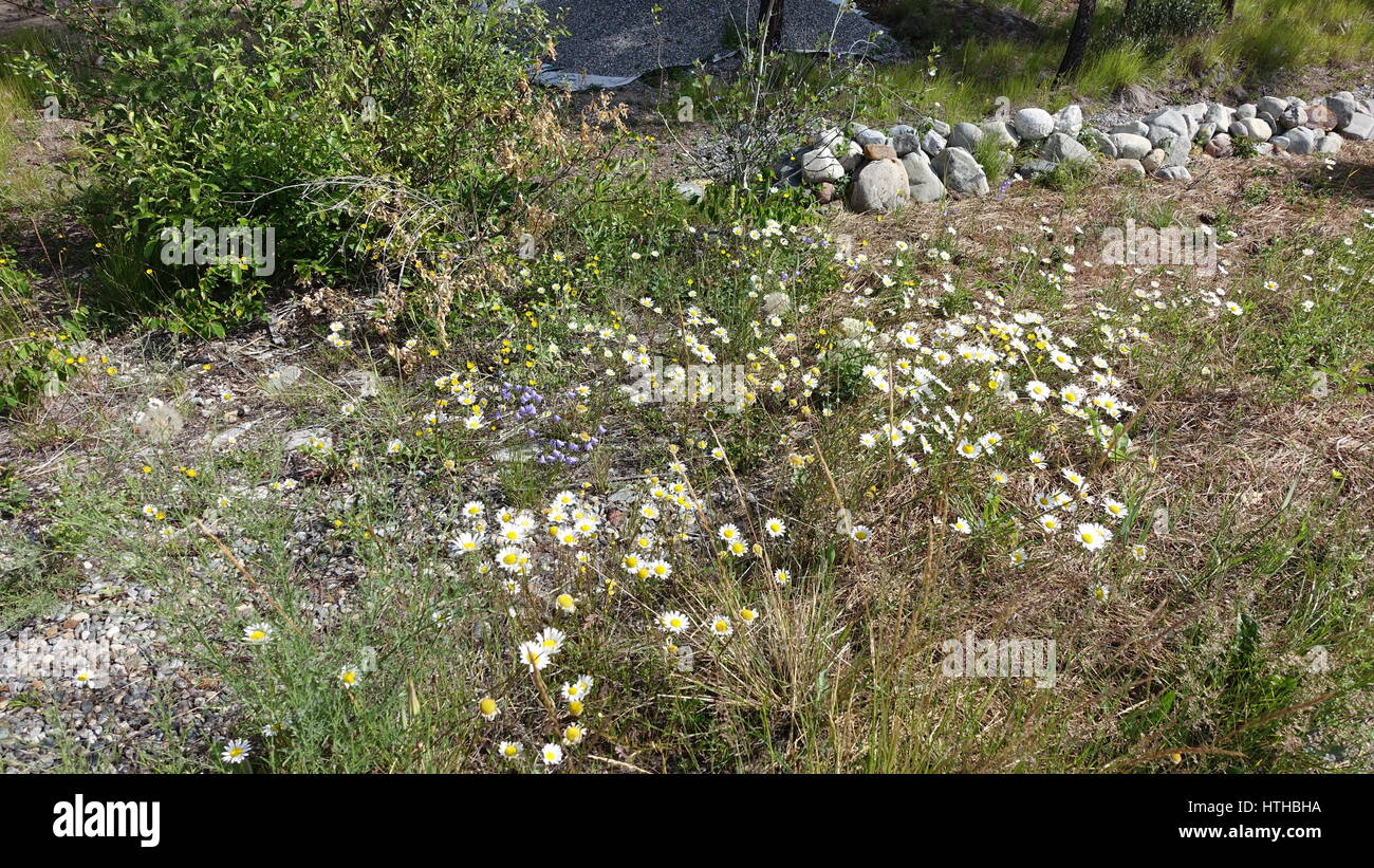 Weißen Wildblumen in BC, Kanada Stockfoto