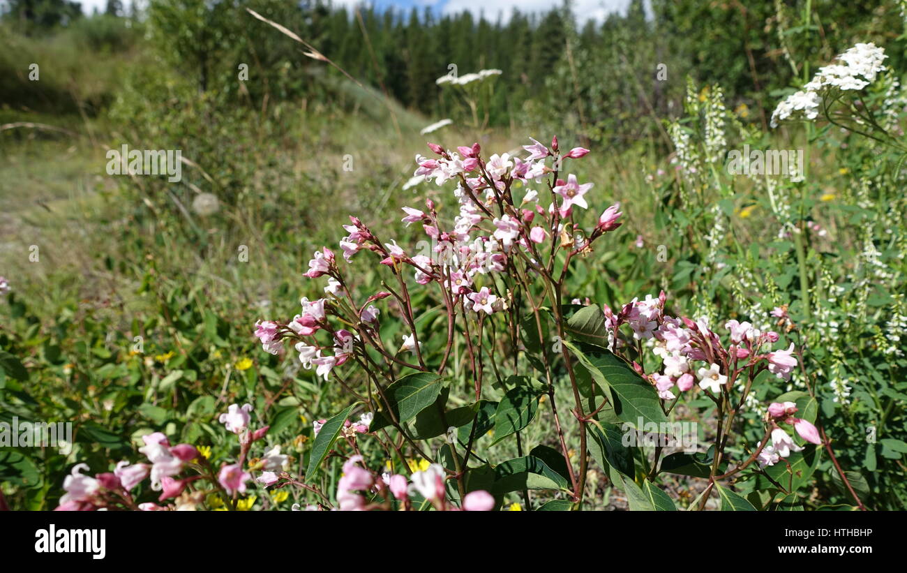 Rosa wilde Blume in BC, Kanada Stockfoto