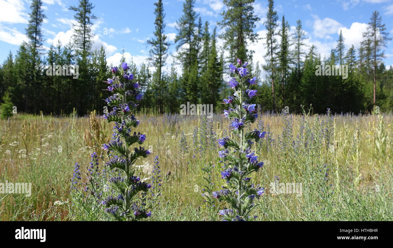 Lila Wiesenblumen in BC, Kanada Stockfoto