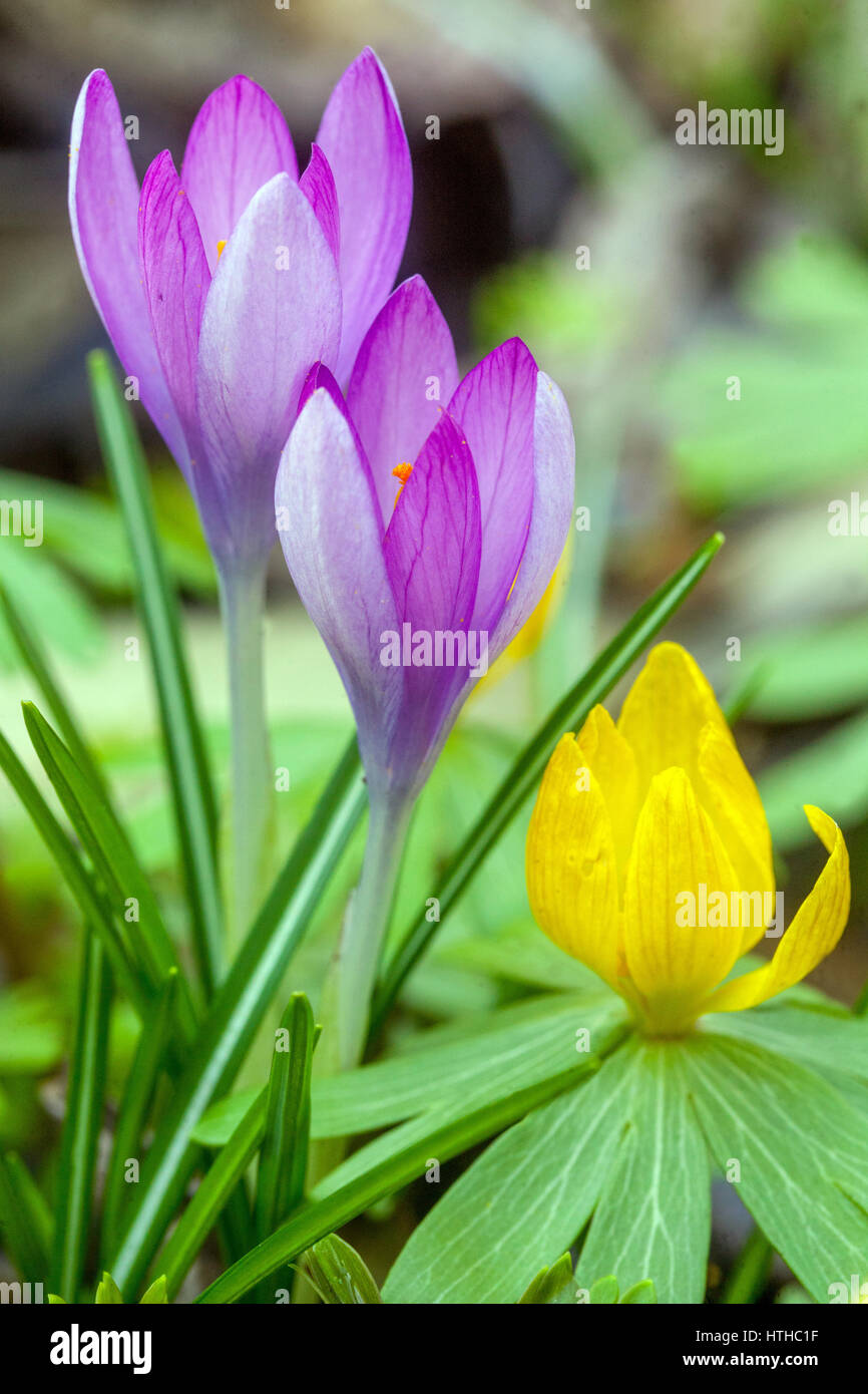 Winter Aconite, Eranthis hyemalis, blaue Krokusblumen Frühlingsblumen Porträt Frühlingsschönheit Krokusfrühlingsnamen Stockfoto