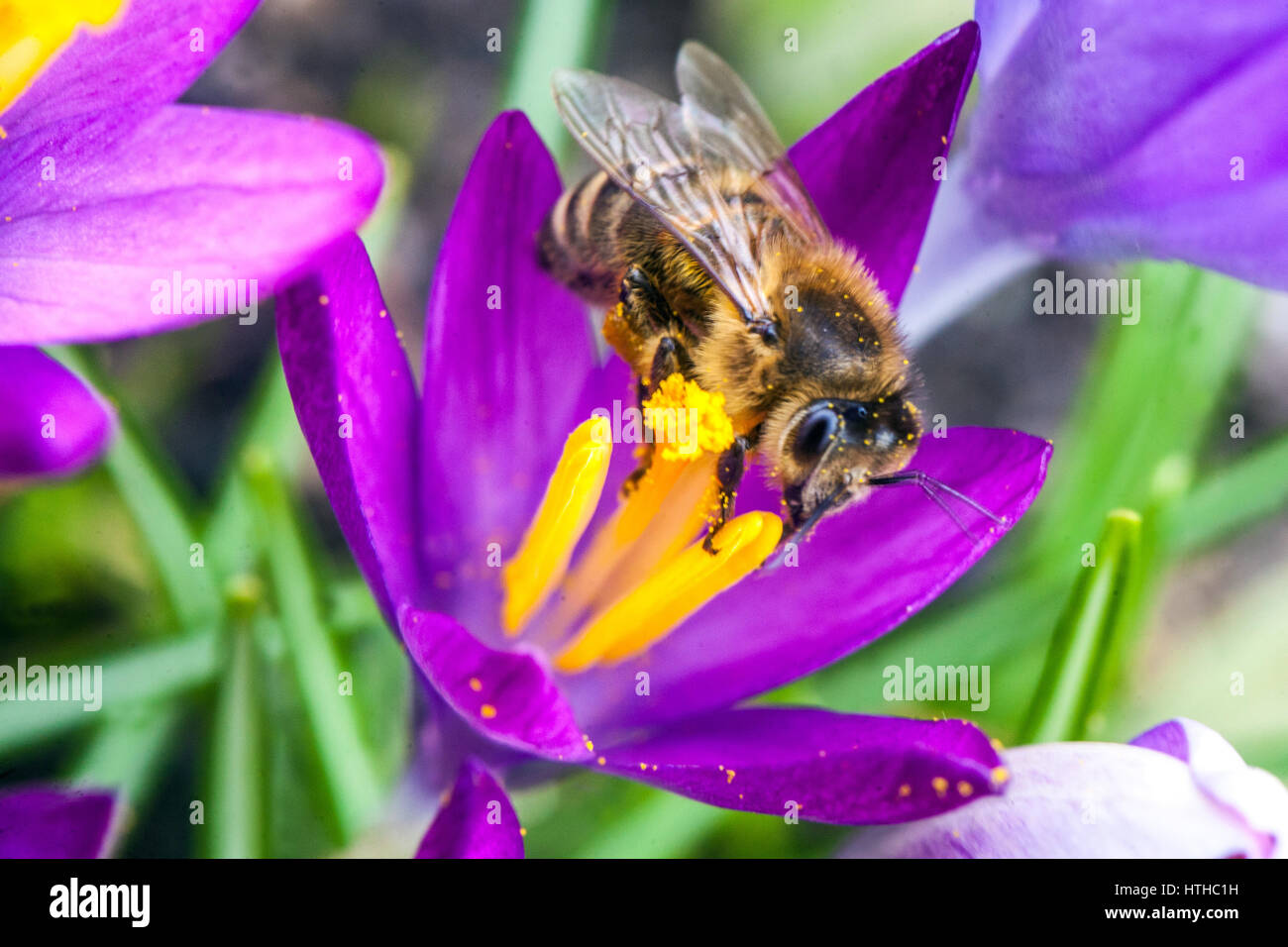 Crocus in Blüte, Biene auf einer Blume Honigbiene in Blütenbestäubung Stockfoto