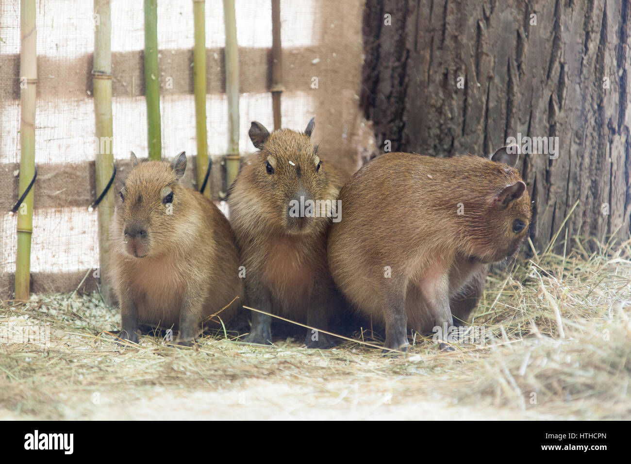 Capybara oder Wasser Schwein (Hydrochoerus Hydrochaeris) Wiener Zoo, Tierpark Schönbrunn, Wien, Austria, Europe. Stockfoto