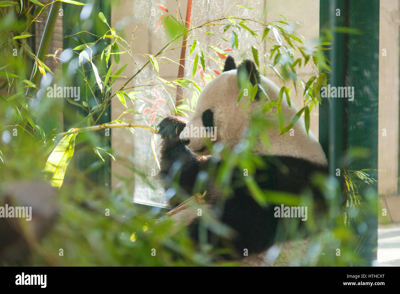 Großer Panda (Ailuropoda Melanoleuca) Essen Bambus, Tiergarten, Schönbrunn Zoo in Wien, Österreich, Europa. Stockfoto