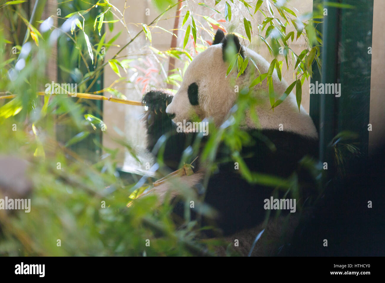 Großer Panda (Ailuropoda Melanoleuca) Essen Bambus, Tiergarten, Schönbrunn Zoo in Wien, Österreich, Europa. Stockfoto