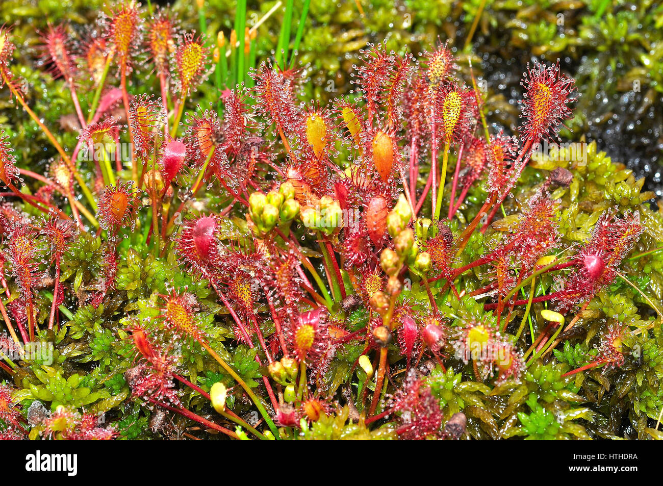 Länglich-leaved Sonnentau (Drosera Intermedia) Stockfoto