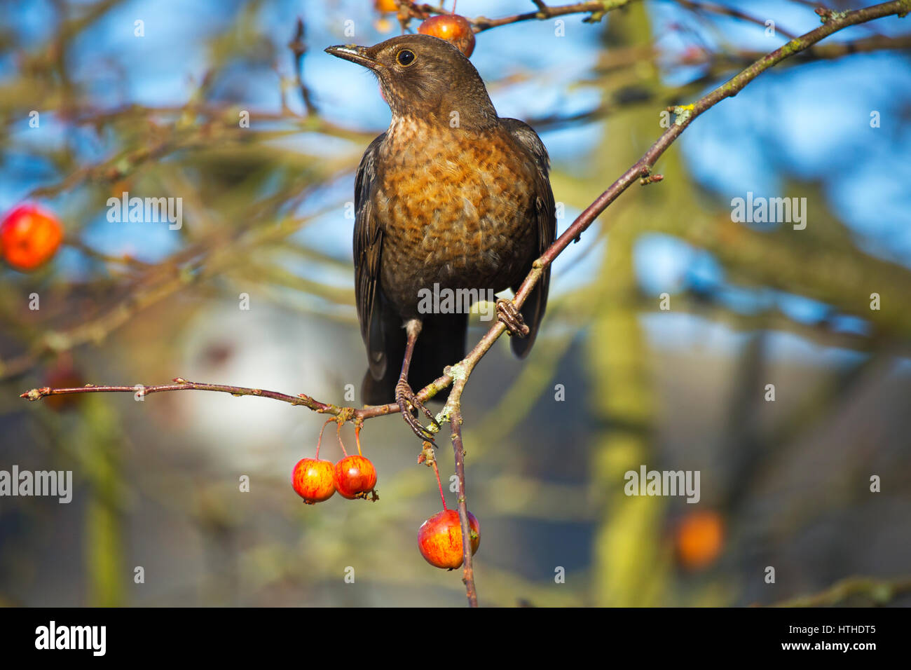Weibliche Amsel Essen Holzäpfel Stockfoto