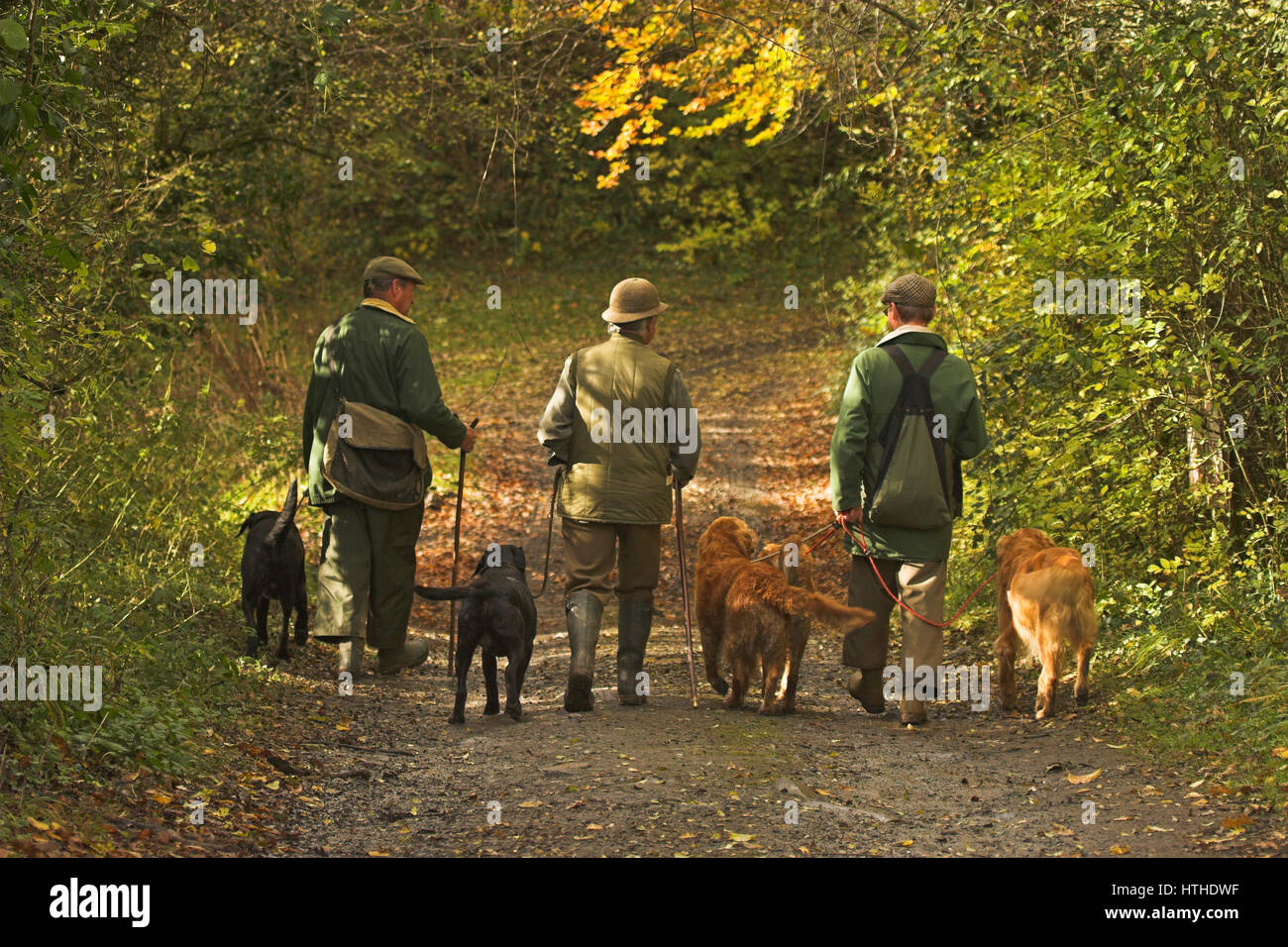 Drei Männer und ihre Hunde an einer angetriebenen Fasan schießen in Devon, Großbritannien Stockfoto