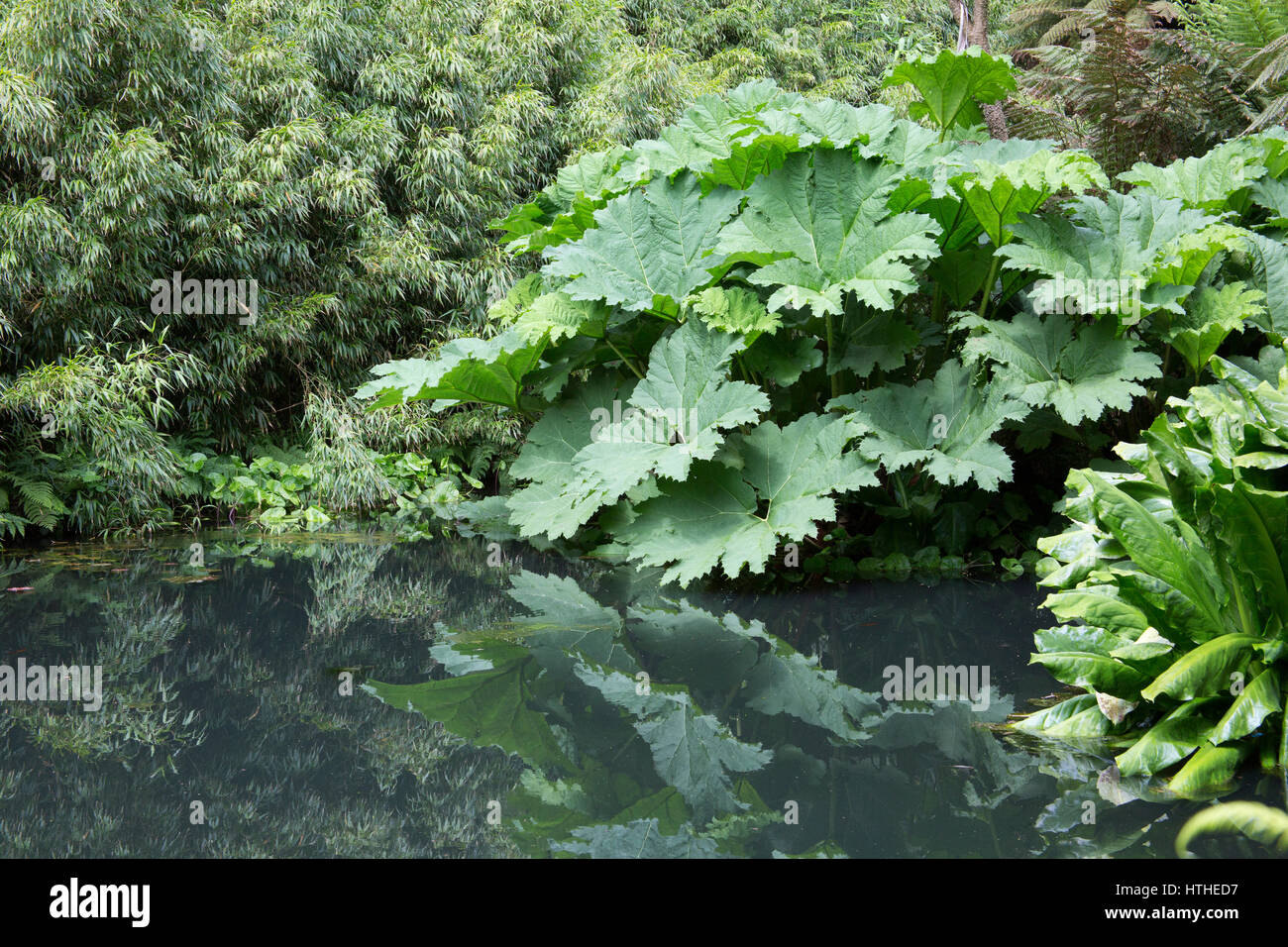 Gunnera Manicata, verlässt Riese reflektierte im Pool, Lost Gardens of Heligan, Cornwall, UK Stockfoto