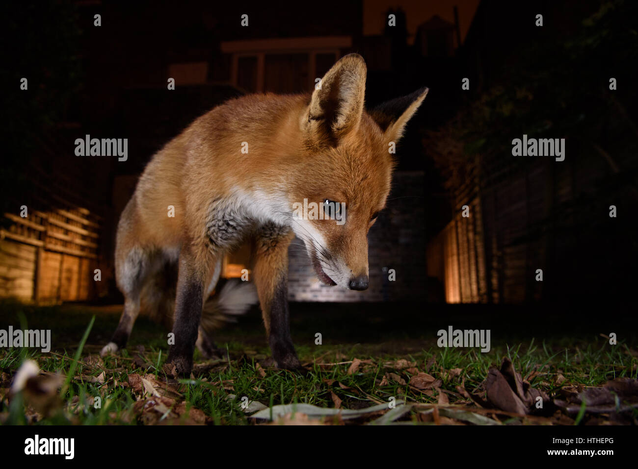 Fox für Lebensmittel in einem London-Garten in der Nacht schlich Stockfoto