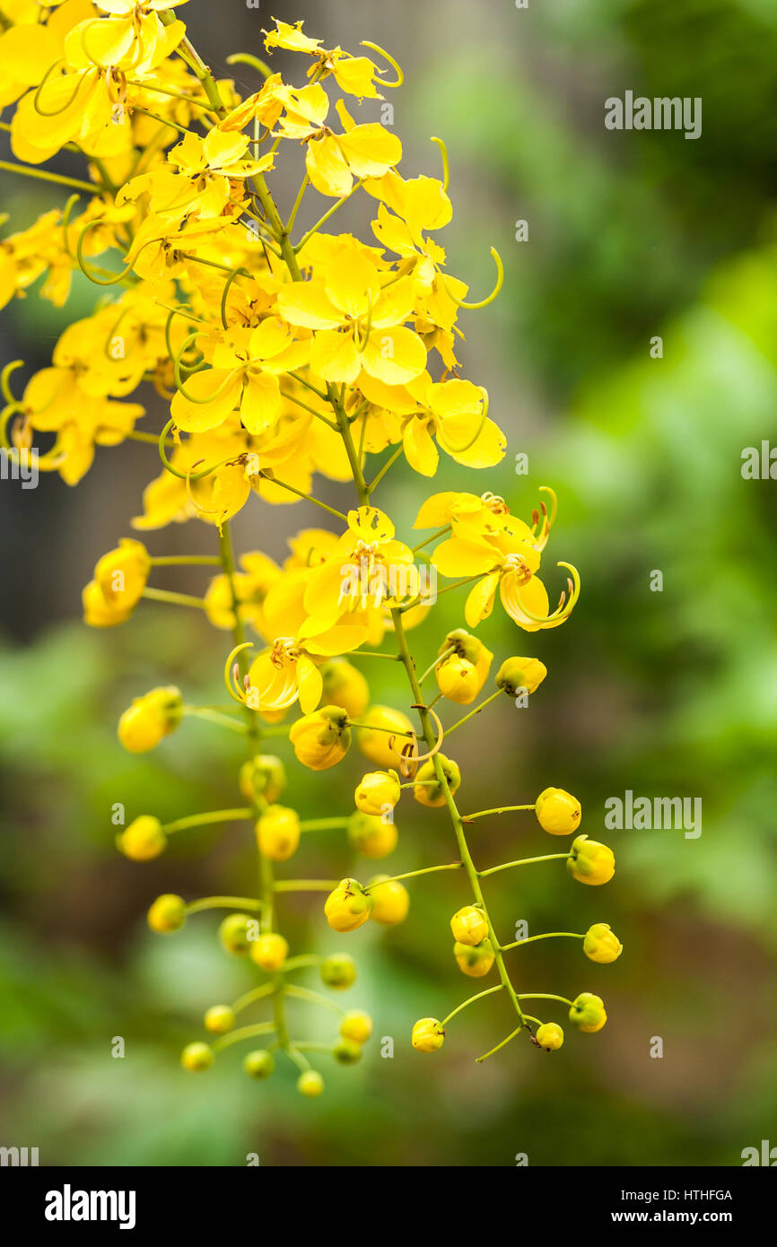 Schwarzen fröhlichen Früchte auf weißen Teller Stockfoto