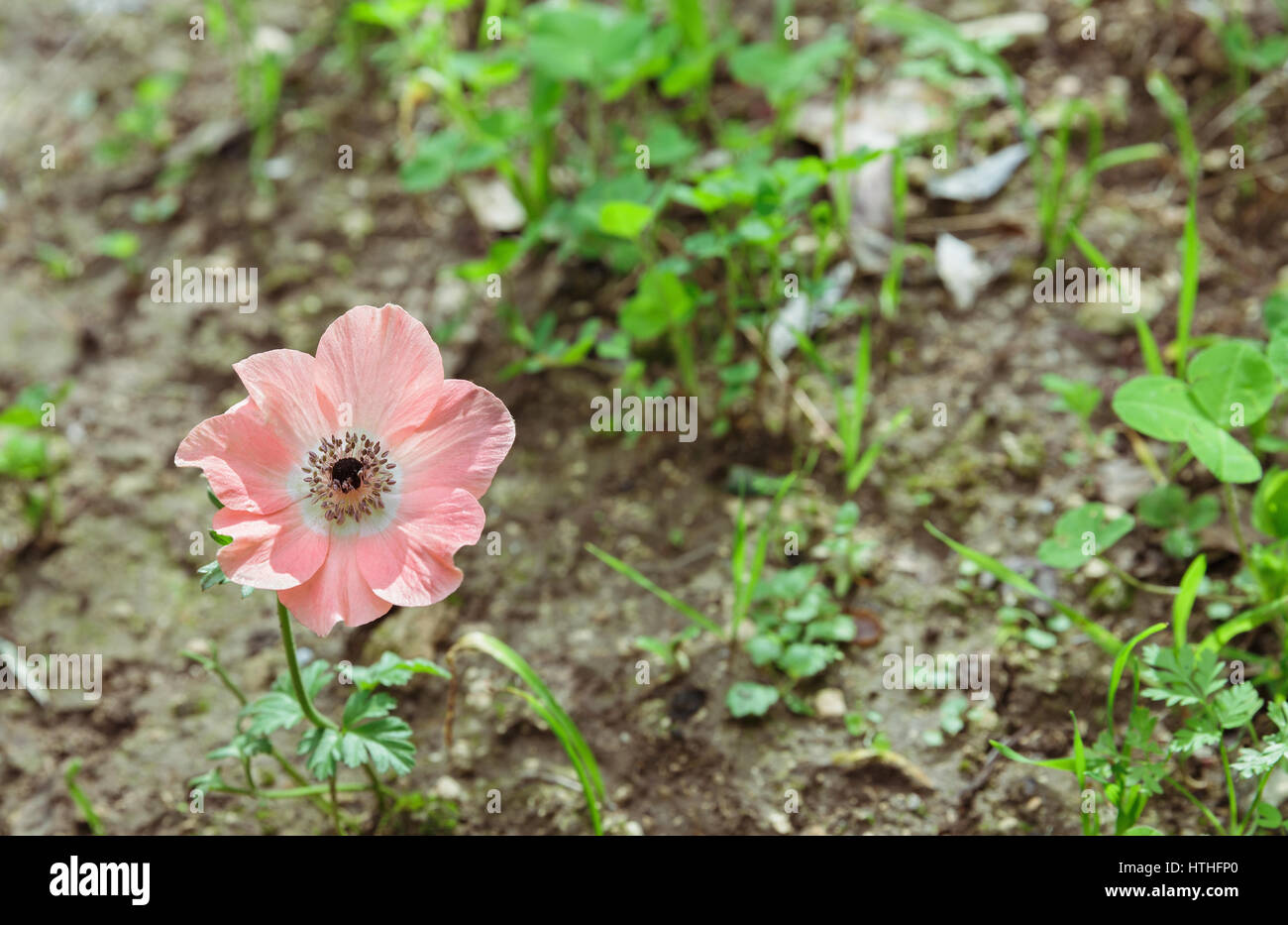 Rosa Anemone auf einem Hintergrund von grünen Pflanzen Stockfoto