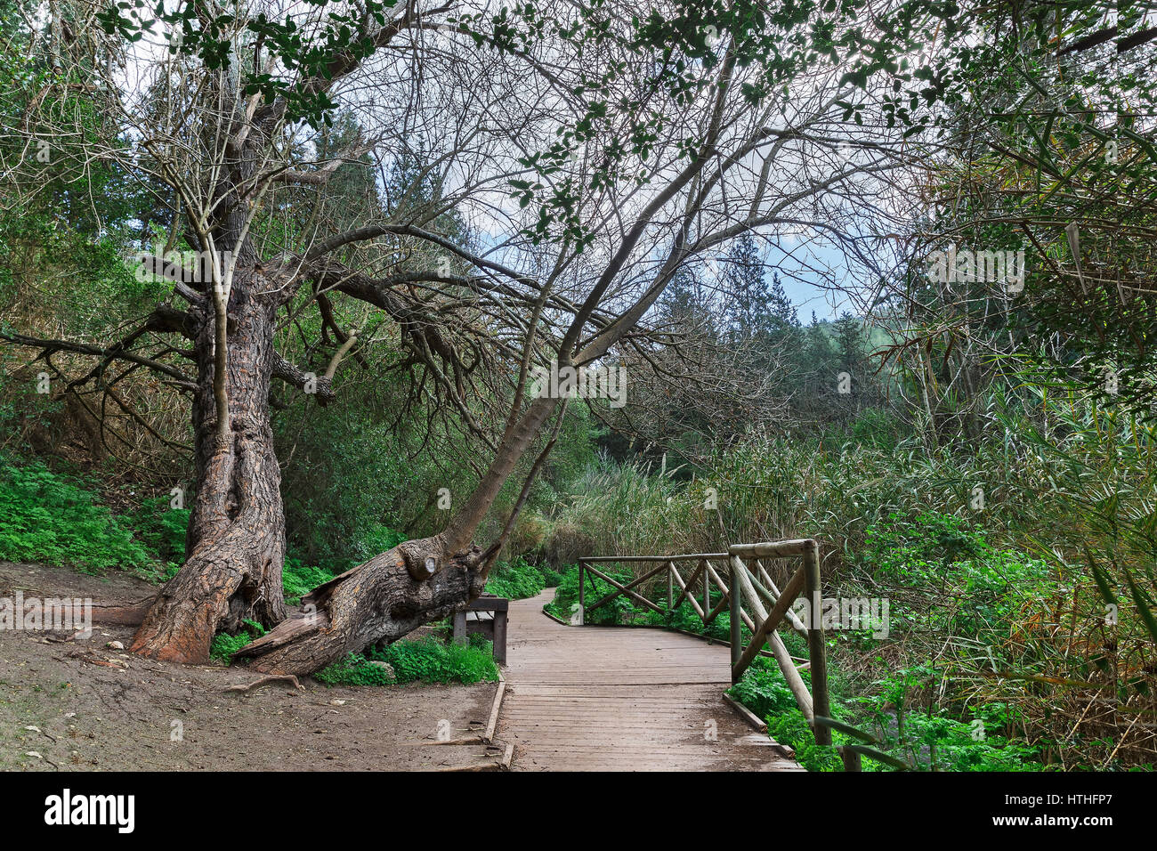 Ein Ort zum Entspannen in den Wald von Israel Stockfoto