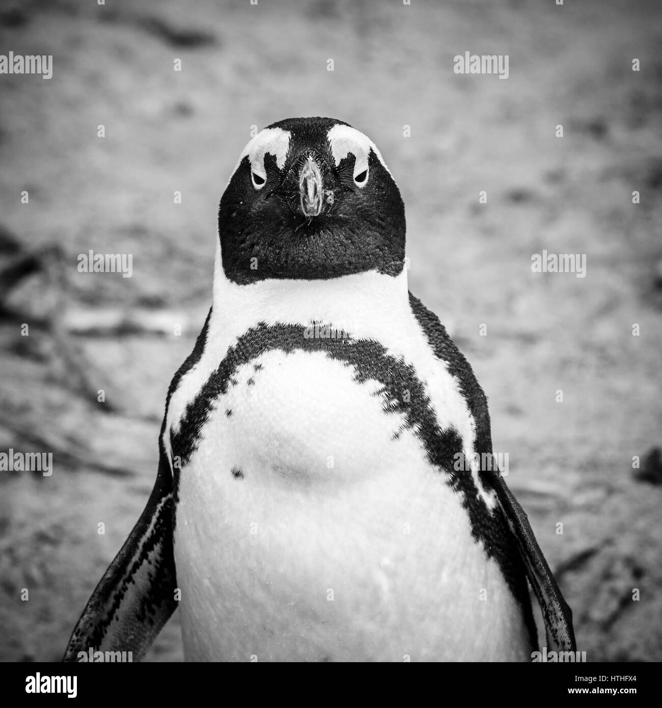 Afrikanische Pinguin am Boulder Beaach in Simons Town, Südafrika Stockfoto