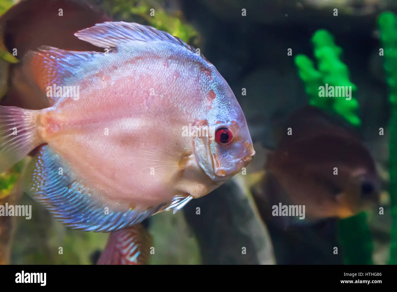 In ein großes Aquarium mit Meer Wasser schwimmt eine schöne Marine Fische rosa und blaue Farbe unter den Algen. Aquarium, Sotschi, Russland. Stockfoto