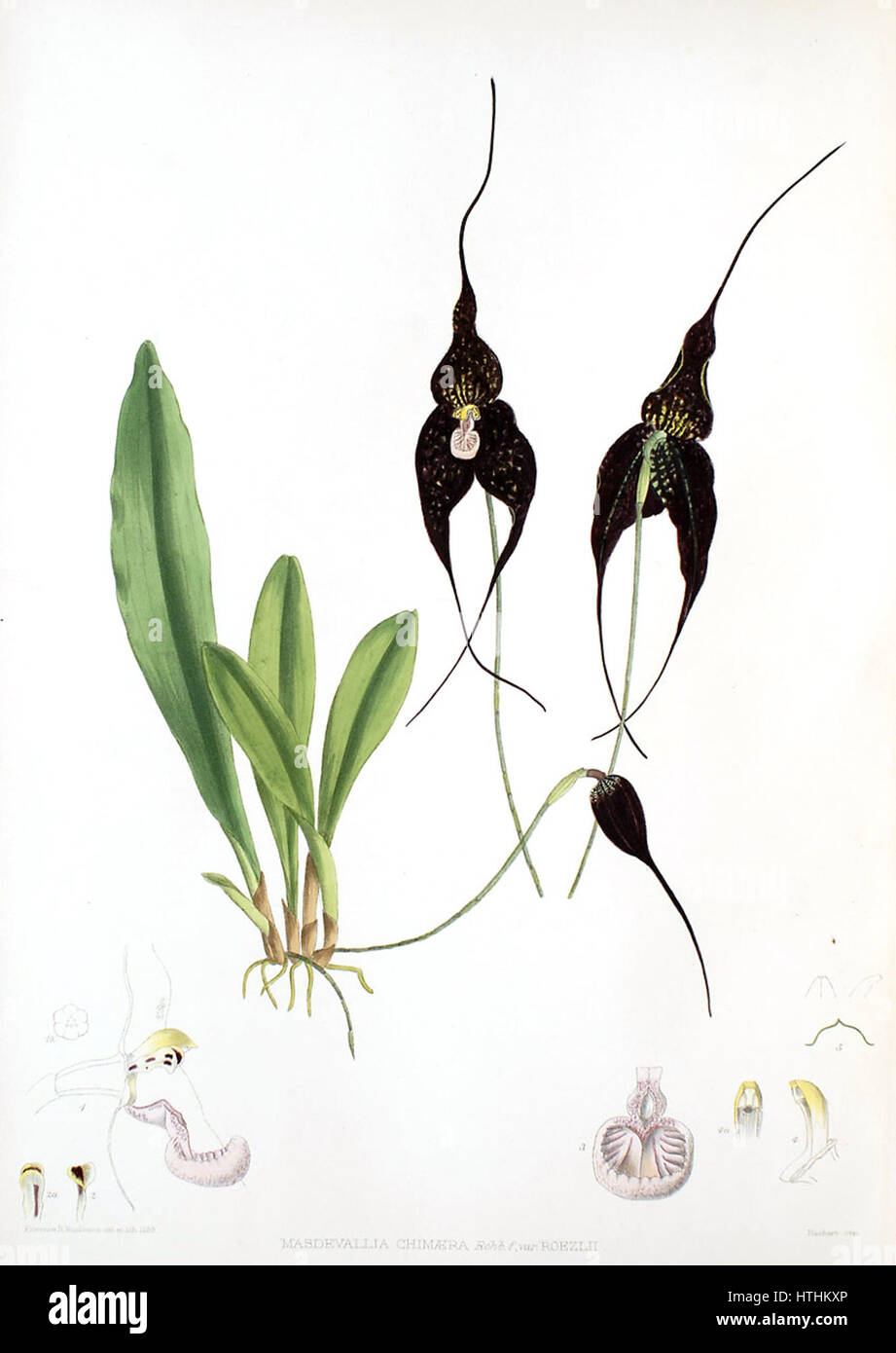 Woolward - die Gattung Masdevallia - Masdevallia Chimäre var. roezlii Stockfoto