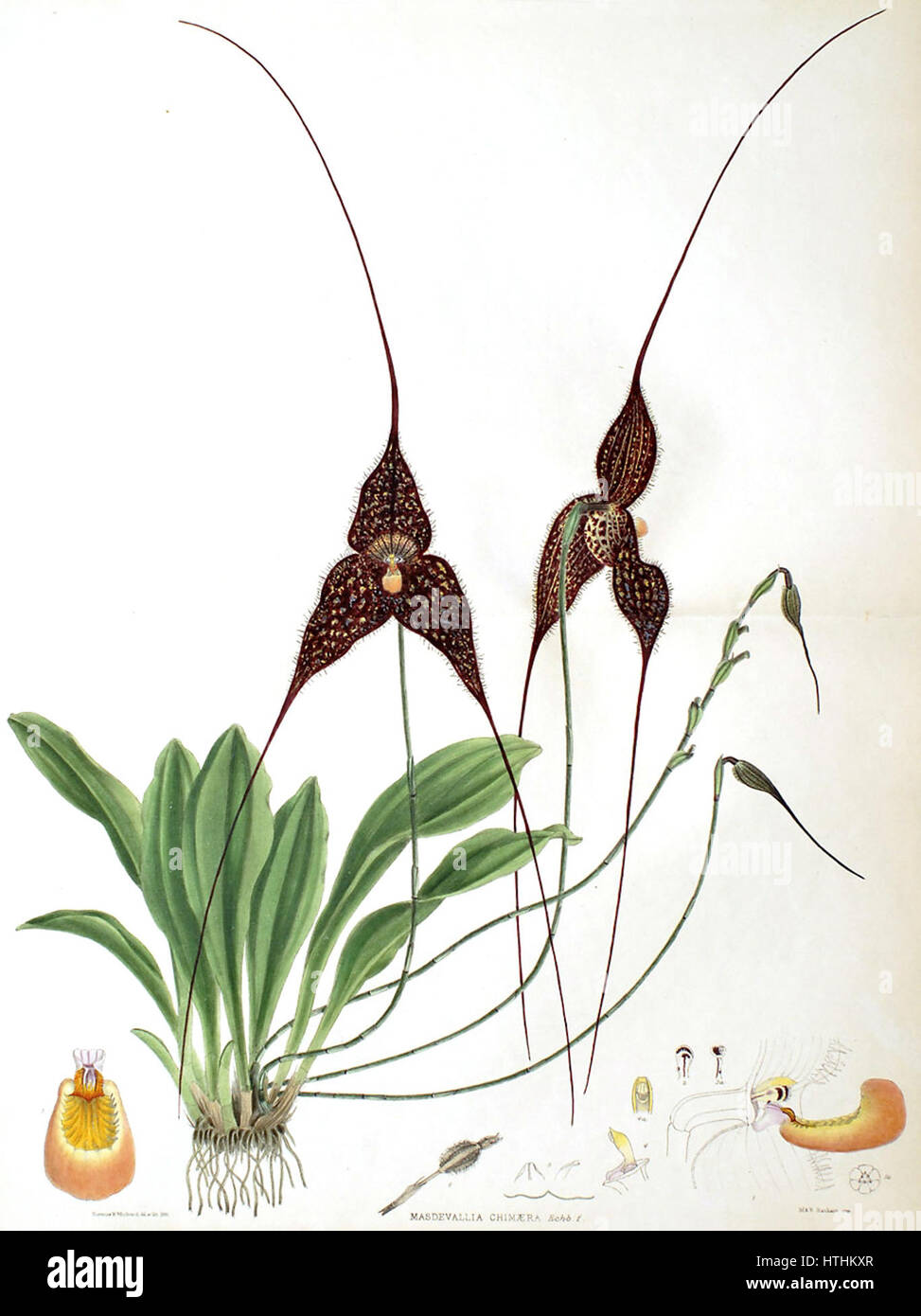 Woolwards „die Gattung Masdevallia – Masdevallia chimaera“ ist eine botanische Illustration der Masdevallia-Orchidee. Das Kunstwerk hebt die zarte Struktur und die einzigartige Schönheit dieser Orchideenart hervor und erfasst ihre komplexen Details mit Präzision und Sorgfalt. Stockfoto