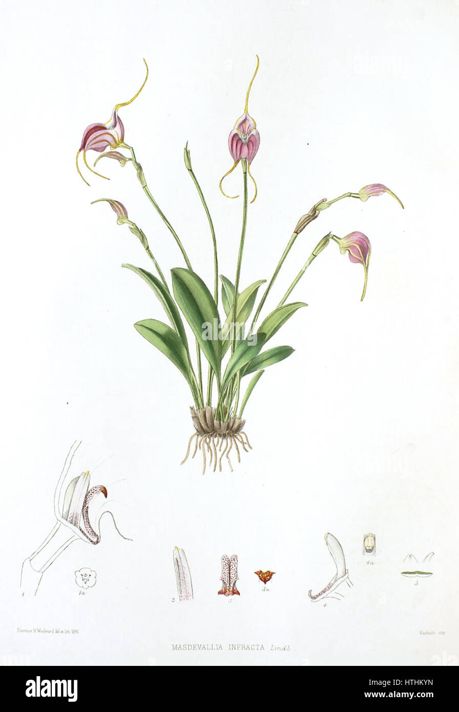 Woolward - die Gattung Masdevallia - Masdevallia infracta Stockfoto