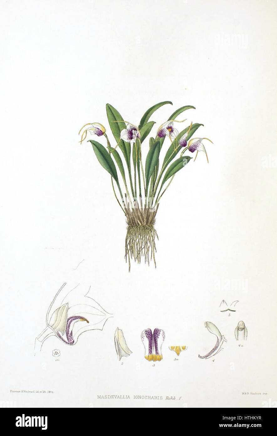 Woolward - die Gattung Masdevallia - Masdevallia ionocharis Stockfoto