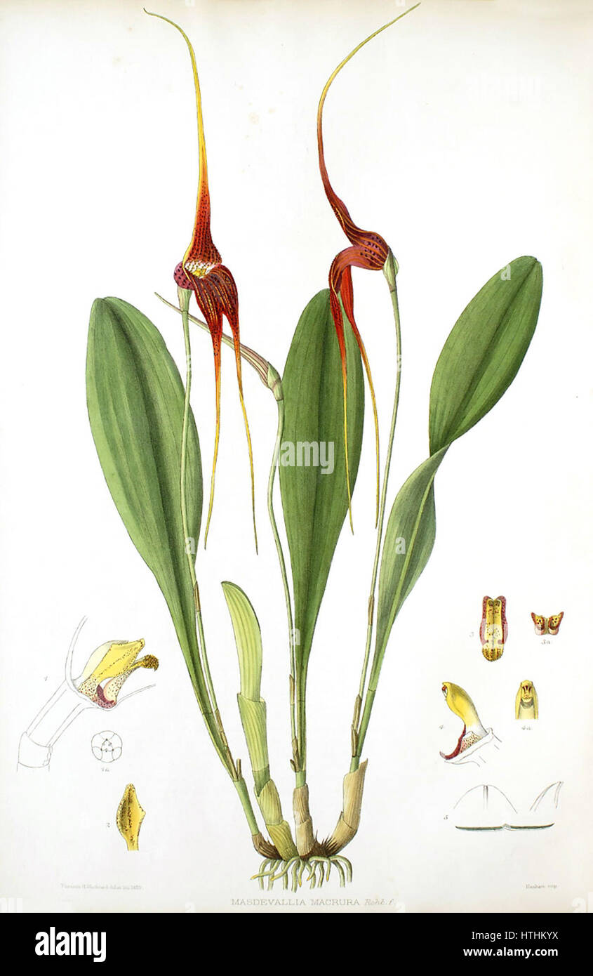 Woolward - die Gattung Masdevallia - Masdevallia macrura Stockfoto