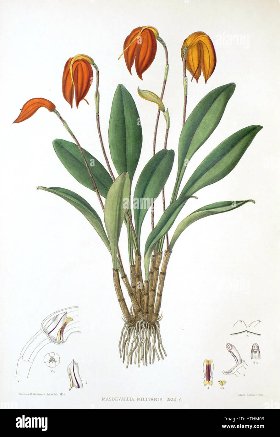 Woolward - die Gattung Masdevallia - Masdevallia militaris Stockfoto