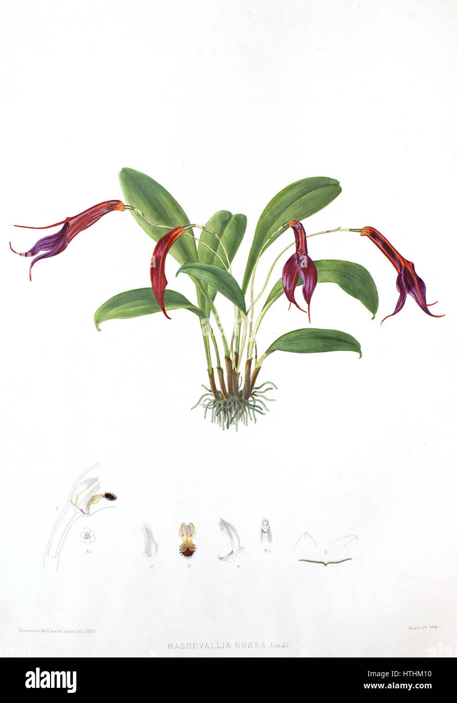 Woolward - die Gattung Masdevallia - Masdevallia rosea Stockfoto