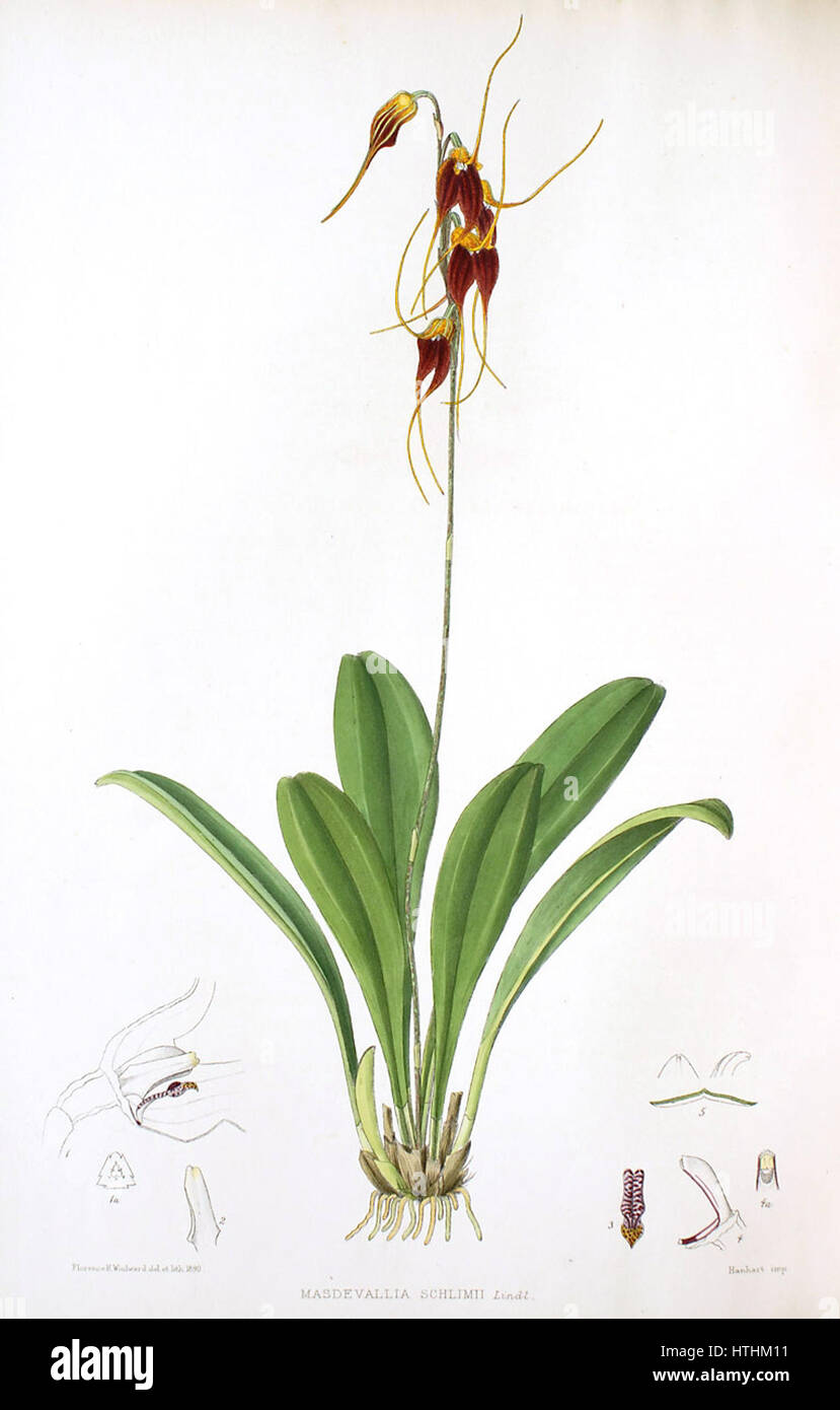 Das Gemälde „Masdevallia schlimii“ von Woolward zeigt die markante Orchideenart Masdevallia schlimii. Bekannt für ihre lebendige Farbe und einzigartige Struktur, hebt das Werk die komplizierten Details dieser Art aus der Gattung Masdevallia hervor, die für ihr exotisches Aussehen bekannt ist. Stockfoto