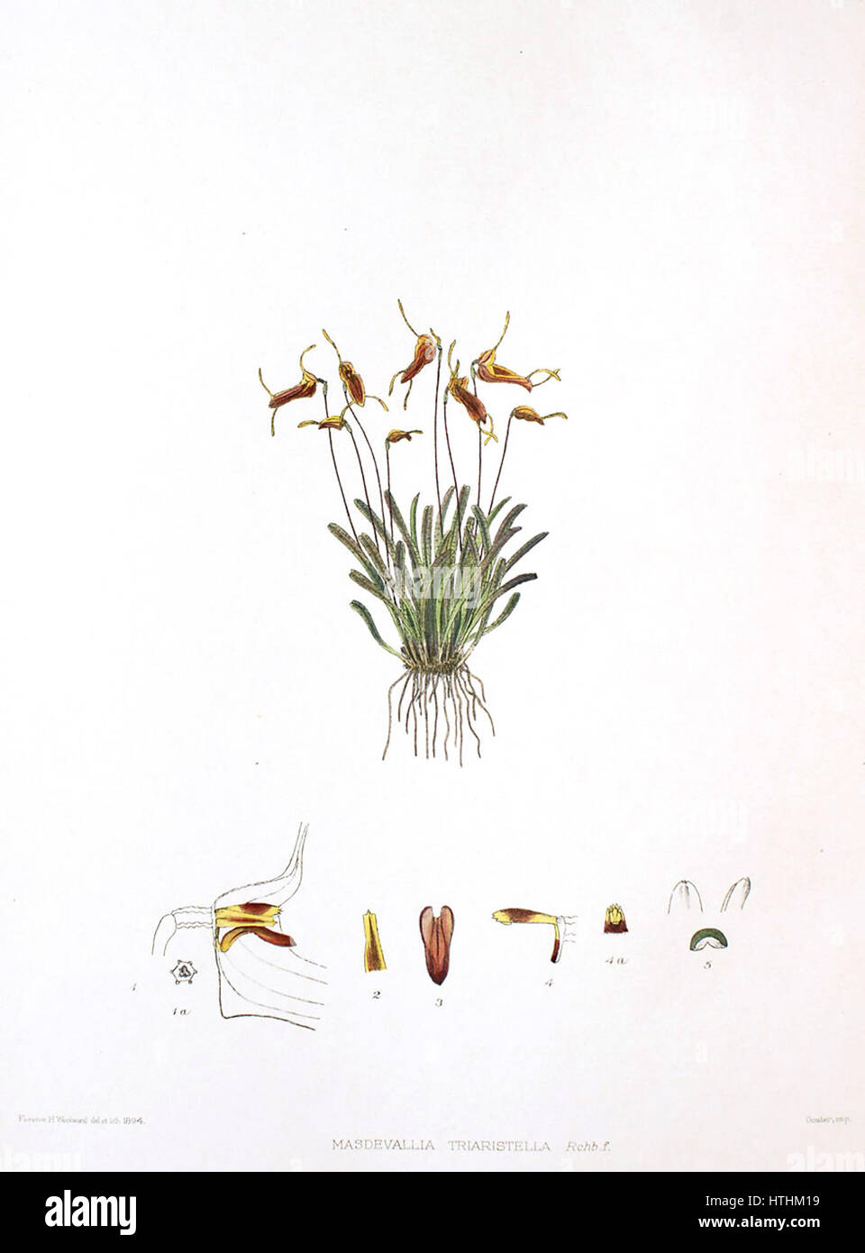 Woolward - die Gattung Masdevallia - Masdevallia triaristella Stockfoto