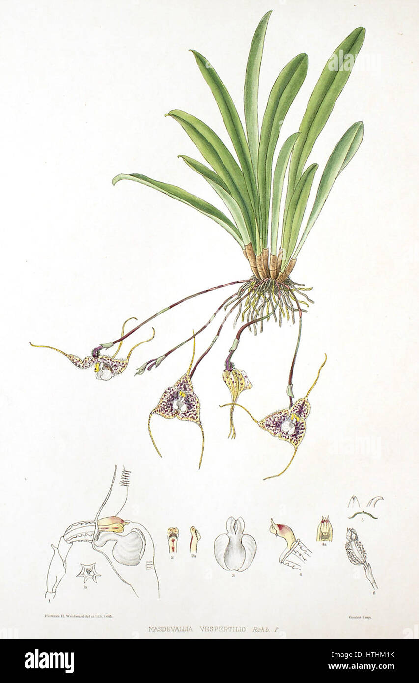 Woolward - die Gattung Masdevallia - Masdevallia vespertilio Stockfoto