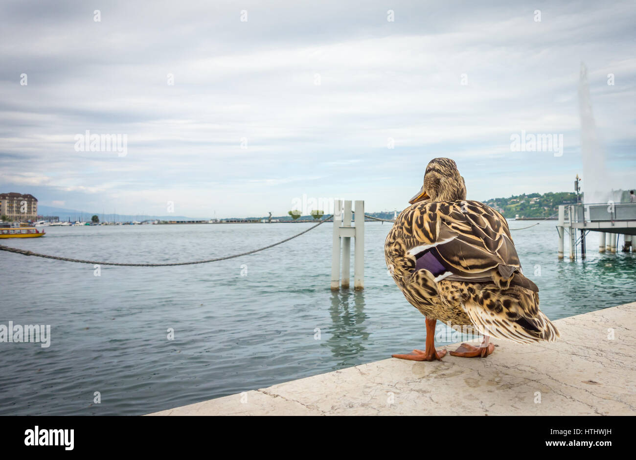 Eine weibliche Stockente Ente stehend auf einem Felsvorsprung und genießen den Ausblick auf den Genfer See an einem bewölkten Tag. Stockfoto