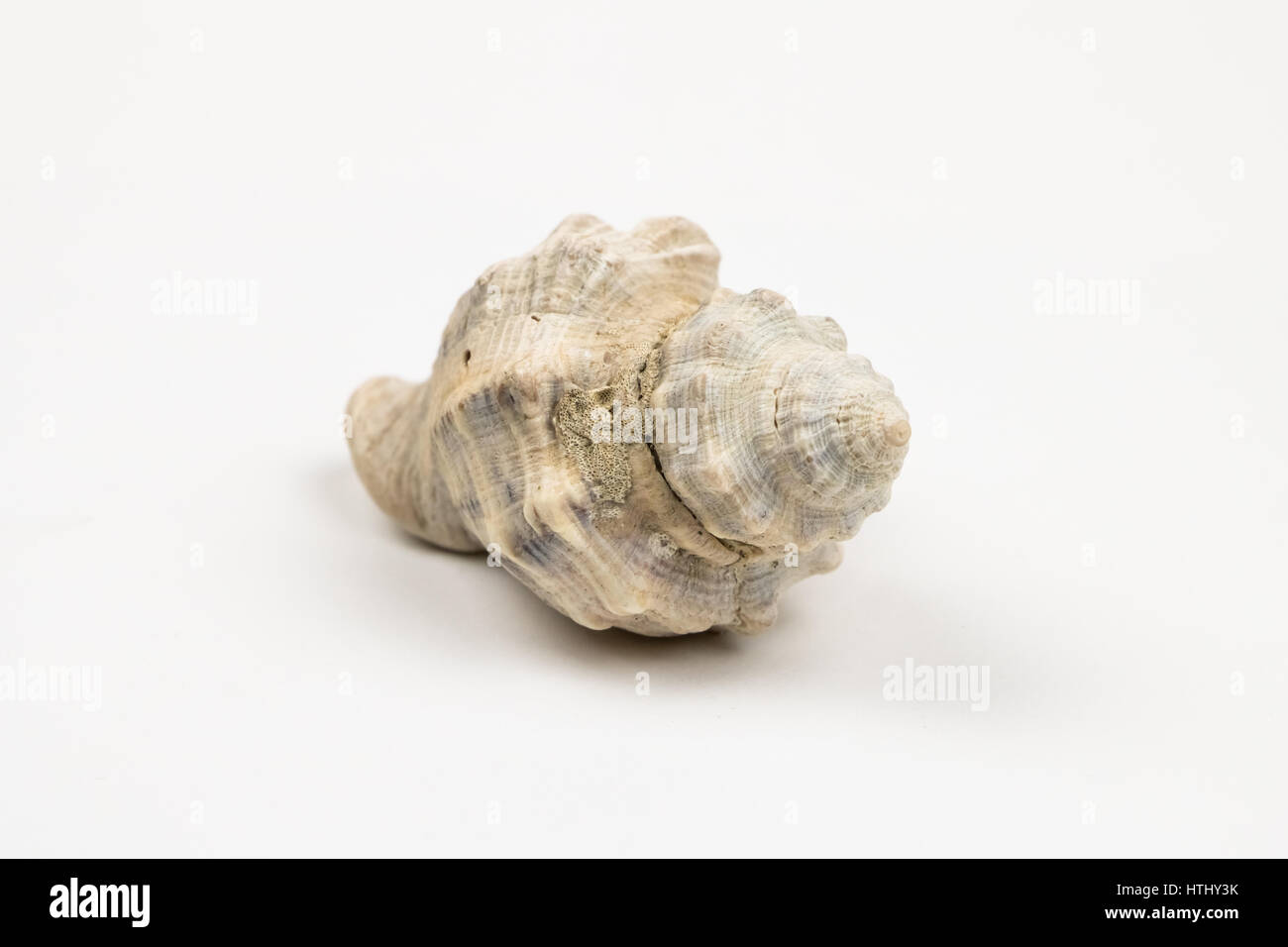 Einzelne Seashell, Isolated on White Stockfoto