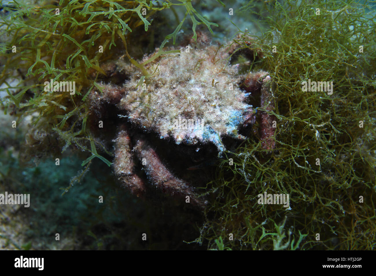 Europäische Seespinne (Maja Squinado) Unterwasser im Mittelmeer Stockfoto
