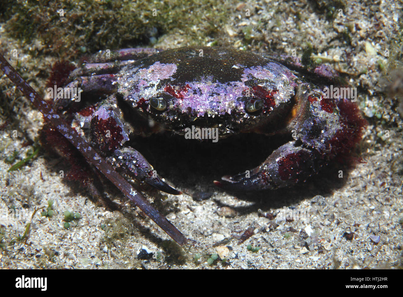 Krabbe (Xantho Pilipes) Runde Unterwasser im Mittelmeer Stockfoto
