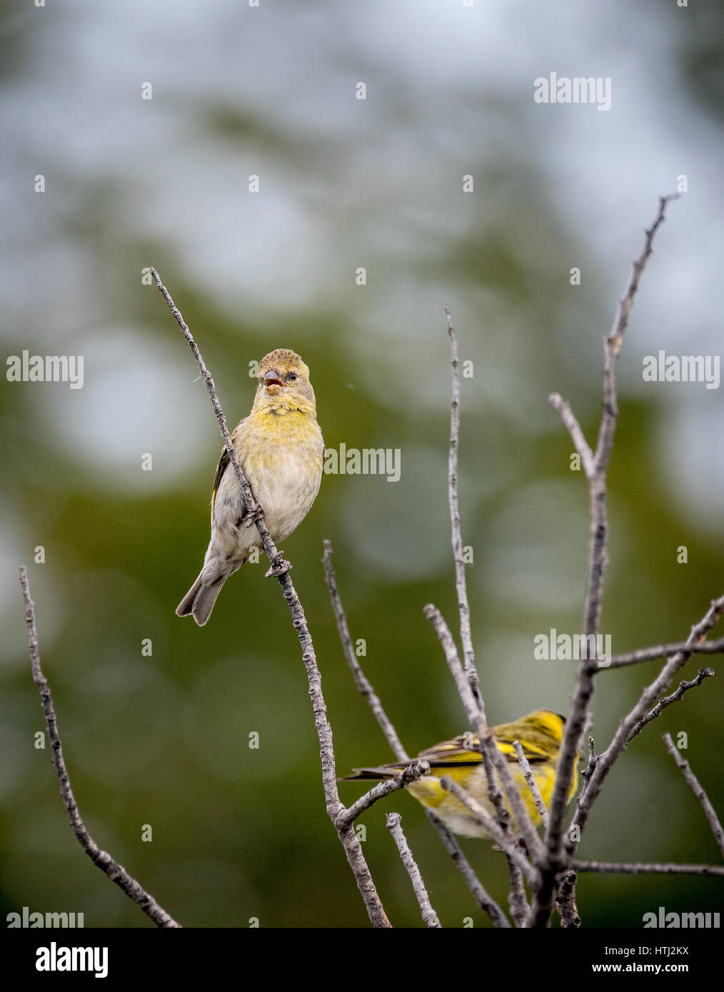 Einer der vielen Vögel finden Sie InTorres del Paine Nationalpark. Stockfoto