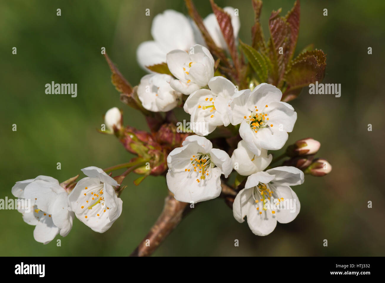 Wilde Kirsche Blumen Stockfoto