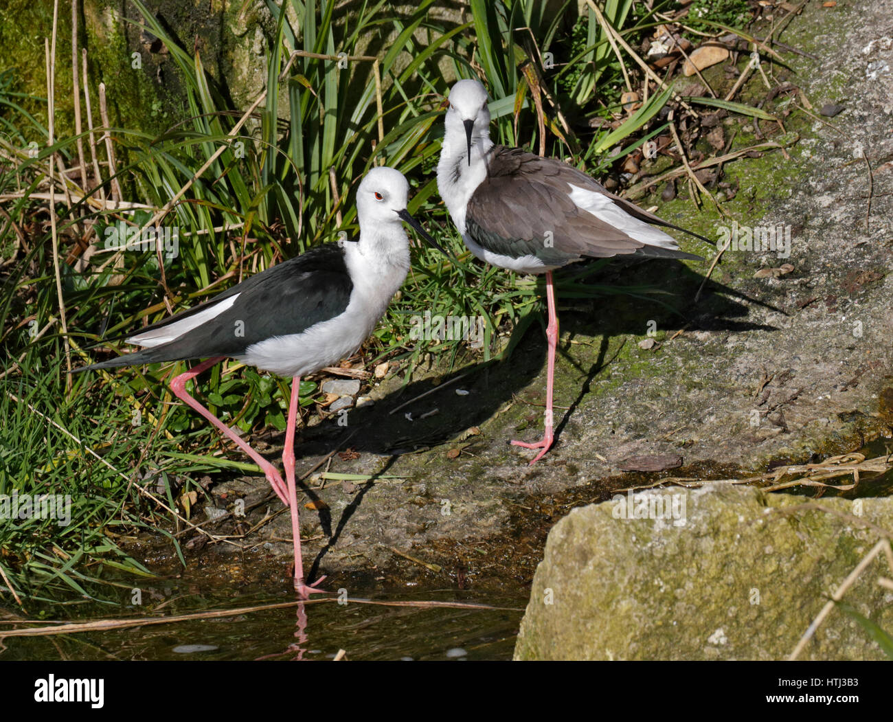 Paar von geflügelter Stelzenläufer (Himantopus Himantopus) Stockfoto