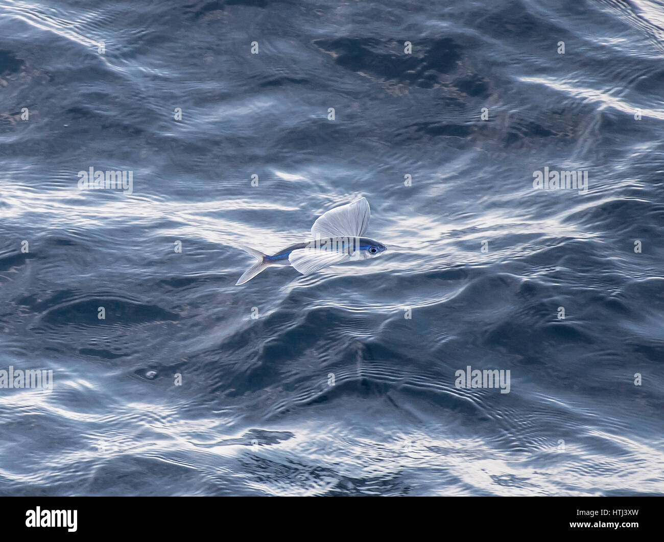 Schule, eine Untiefe oder fliegende Fische, in der Luft, aus Mauretanien, Nord-Afrika, Nord-Atlantik Stockfoto