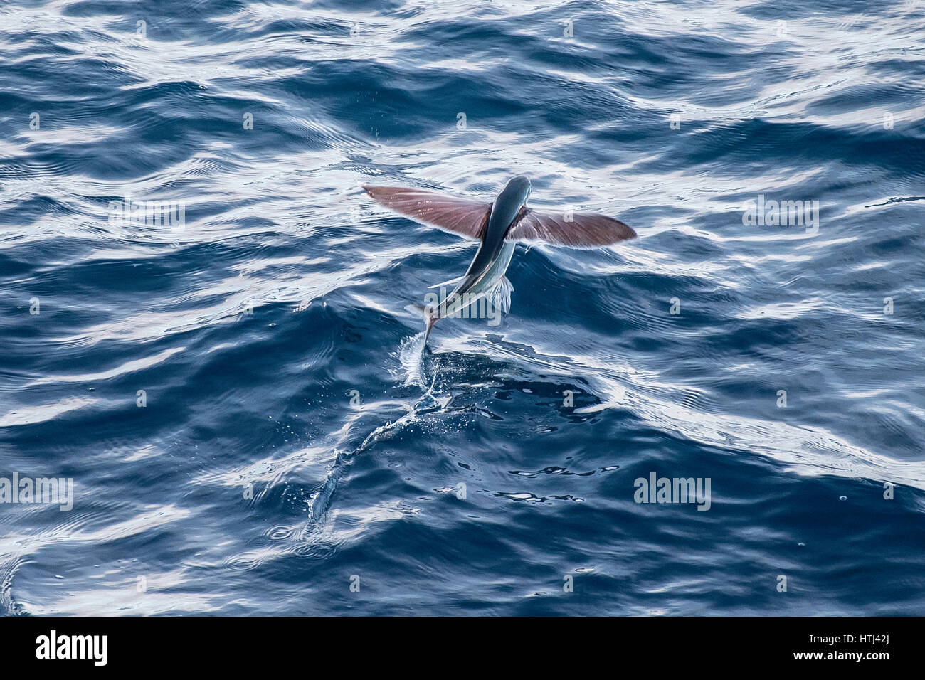 Fliegende Fischarten abheben, mehrere hundert Meilen vor Mauretanien, Nord-Afrika, Nord-Atlantik Stockfoto