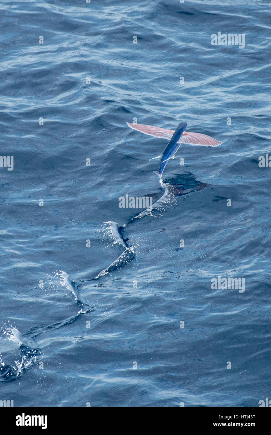 Segelkärpflinge Flying Fish, Parexocoetus Brachypterus, ausziehen, mehrere hundert Meilen vor Mauretanien, Nord-Afrika, Nord-Atlantik Stockfoto