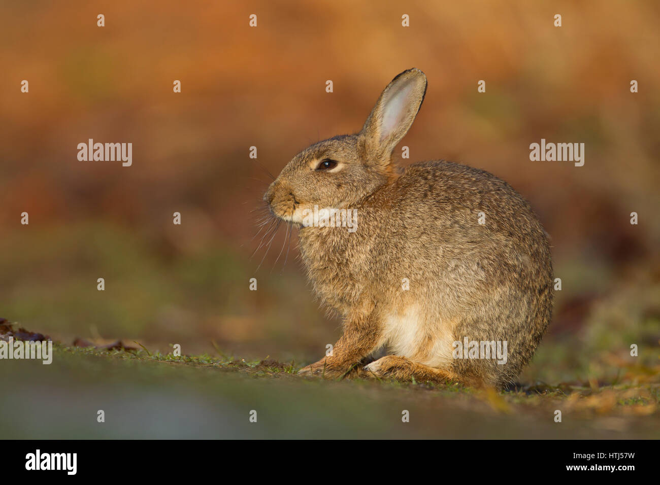 Kaninchen Oryctolagus cunniculus Stockfoto