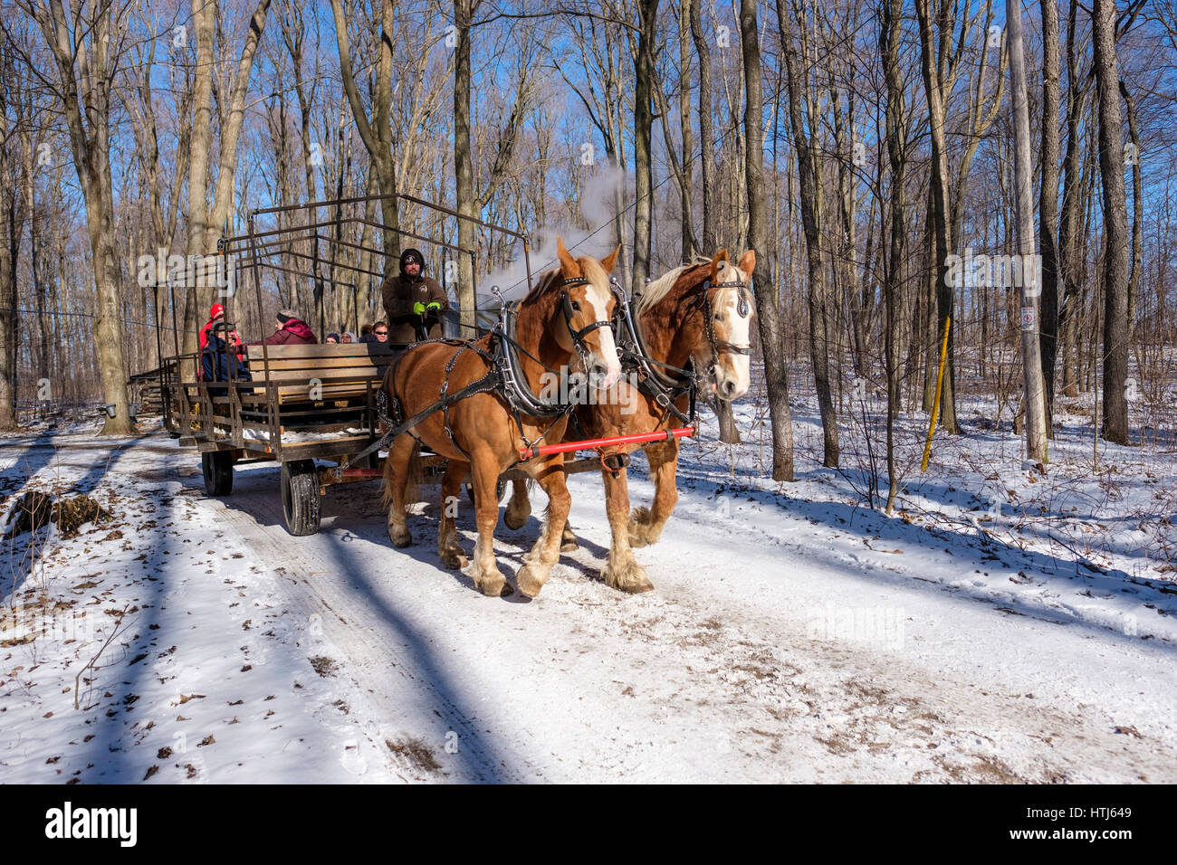 Zwei belgische Zugpferde ziehen einen Wagen auf einem schneebedeckten Weg flankiert von Ahornbäume in einer Ahornsirup-Produktion auf dem Bauernhof / Zucker Bush Bauernhof. Stockfoto