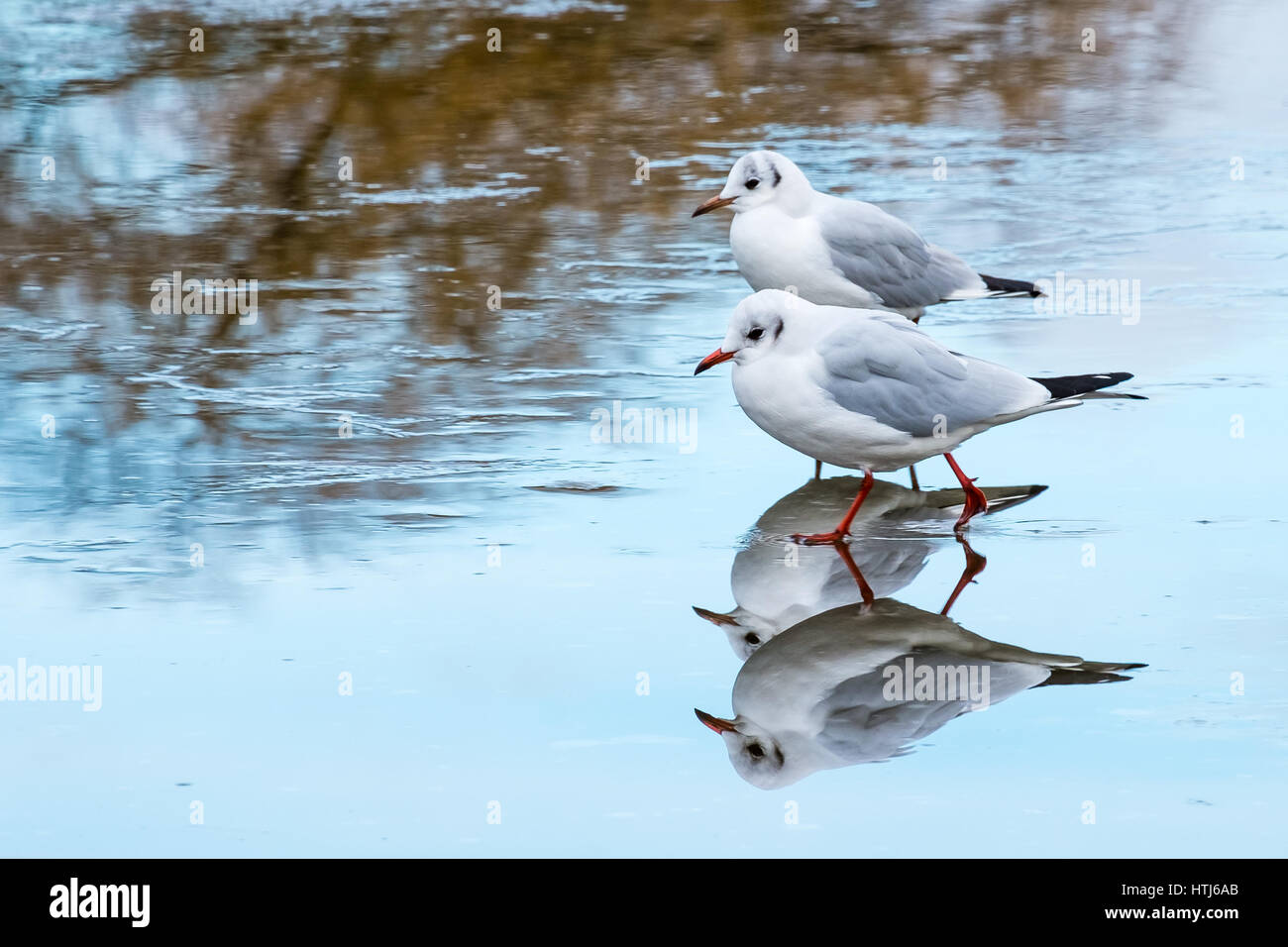 Möwen in Bushy Park, London Stockfoto