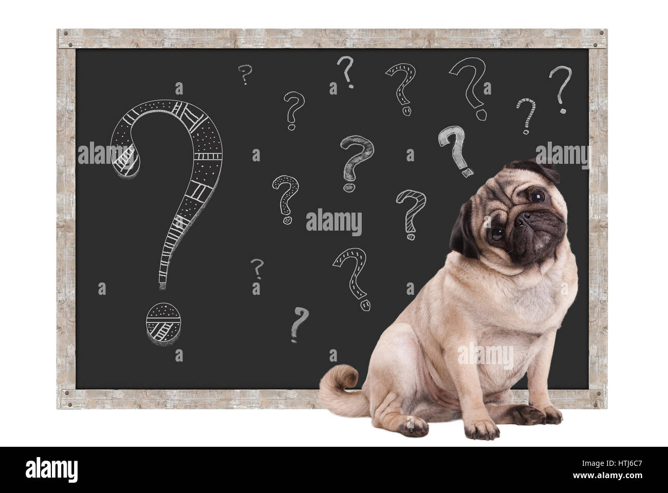 süße smart Mops Welpen Hund sitzt vor Tafel mit Kreide Fragezeichen, isoliert auf weißem Hintergrund Stockfoto