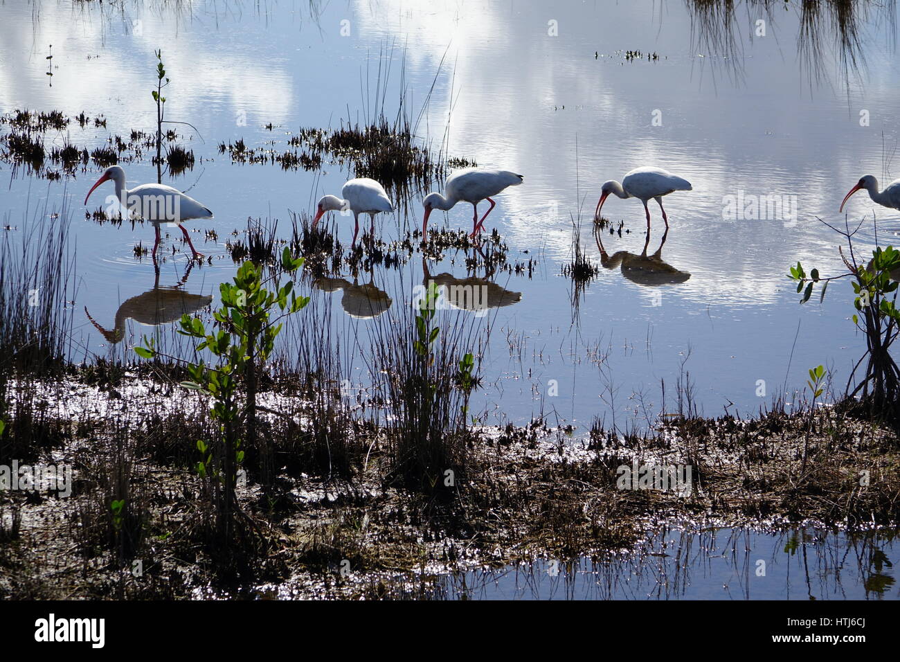 Eine Gruppe von amerikanischen weißen Ibis (Eudocimus Albus) Fütterung in ein sumpfiges Gebiet Stockfoto